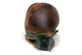 Archachatina sp. Calabar, Nigeria, juvenil